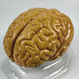 Maxbell Maxbell Life Size Human Brain Model for Kids Education Teaching Tools Lab Supplies