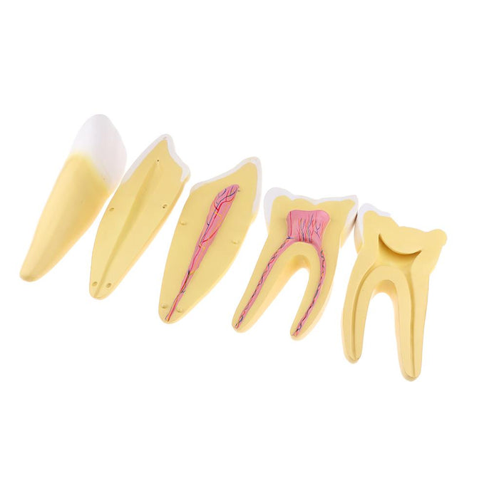 Maxbell Maxbell 12x Enlarged Anatomical Human Teeth Tooth Model, Set of 3 Different Models