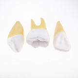 Maxbell Maxbell 12x Enlarged Anatomical Human Teeth Tooth Model, Set of 3 Different Models