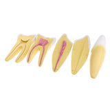 Maxbell Maxbell 12x Enlarged Anatomical Human Teeth Tooth Model, Set of 3 Different Models