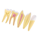 Maxbell Maxbell 12x Enlarged Anatomical Human Teeth Tooth Model, Set of 3 Different Models