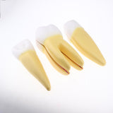 Maxbell Maxbell 12x Enlarged Anatomical Human Teeth Tooth Model, Set of 3 Different Models