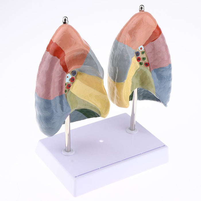 Maxbell Maxbell Educational Human Lung Anatomical Model with Base, Lifesize , PVC Material