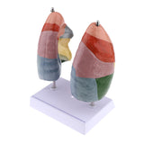 Maxbell Maxbell Educational Human Lung Anatomical Model with Base, Lifesize , PVC Material