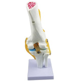 Maxbell Maxbell Medical Life Size Knee Joint Model Human Anatomy Model Kids Learning Tools