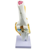 Maxbell Maxbell Medical Life Size Knee Joint Model Human Anatomy Model Kids Learning Tools