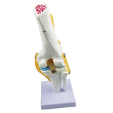 Maxbell Maxbell Medical Life Size Knee Joint Model Human Anatomy Model Kids Learning Tools