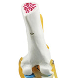 Maxbell Maxbell Medical Life Size Knee Joint Model Human Anatomy Model Kids Learning Tools