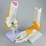 Maxbell Maxbell Medical Life Size Knee Joint Model Human Anatomy Model Kids Learning Tools