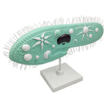 Maxbell Maxbell Paramecium Model Biology Model Science Display Teaching Aids Accessories