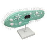 Maxbell Maxbell Paramecium Model Biology Model Science Display Teaching Aids Accessories