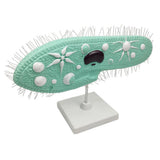 Maxbell Maxbell Paramecium Model Biology Model Science Display Teaching Aids Accessories