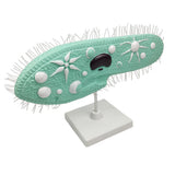 Maxbell Maxbell Paramecium Model Biology Model Science Display Teaching Aids Accessories
