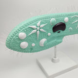 Maxbell Maxbell Paramecium Model Biology Model Science Display Teaching Aids Accessories