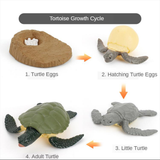 Maxbell Maxbell Kids Toy Simulation Animal Figures Set Growth Process Playset Turtle