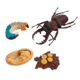 20xInsect Life Cycle Lifelike Stag Bettle Growth Teaching Aids rear teeth