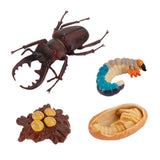 20xInsect Life Cycle Lifelike Stag Bettle Growth Teaching Aids rear teeth