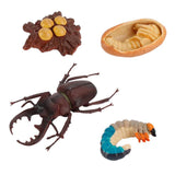 20xInsect Life Cycle Lifelike Stag Bettle Growth Teaching Aids rear teeth