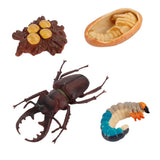 20xInsect Life Cycle Lifelike Stag Bettle Growth Teaching Aids rear teeth