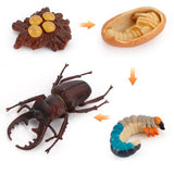 20xInsect Life Cycle Lifelike Stag Bettle Growth Teaching Aids rear teeth