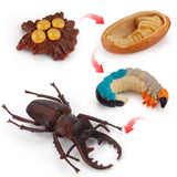 20xInsect Life Cycle Lifelike Stag Bettle Growth Teaching Aids rear teeth