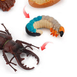 20xInsect Life Cycle Lifelike Stag Bettle Growth Teaching Aids rear teeth