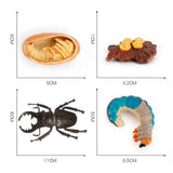 20xInsect Life Cycle Lifelike Stag Bettle Growth Teaching Aids rear teeth