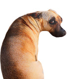 Dog Pillow Plush Toy Hugging Pillow Plush Pillows for Kids Adults Hound 20cm