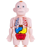 Maxbell Human Body Model for Kids Body Parts Organs for Home Demonstration Preschool