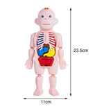 Maxbell Human Body Model for Kids Body Parts Organs for Home Demonstration Preschool