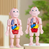 Maxbell Human Body Model for Kids Body Parts Organs for Home Demonstration Preschool