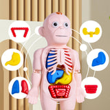 Maxbell Human Body Model for Kids Body Parts Organs for Home Demonstration Preschool