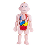 Maxbell Human Body Model for Kids Body Parts Organs for Home Demonstration Preschool