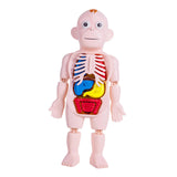 Maxbell Human Body Model for Kids Body Parts Organs for Home Demonstration Preschool