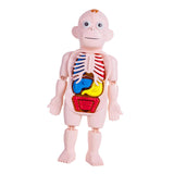 Maxbell Human Body Model for Kids Body Parts Organs for Home Demonstration Preschool