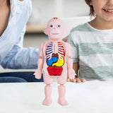 Maxbell Human Body Model for Kids Body Parts Organs for Home Demonstration Preschool