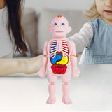 Maxbell Human Body Model for Kids Body Parts Organs for Home Demonstration Preschool