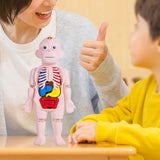 Maxbell Human Body Model for Kids Body Parts Organs for Home Demonstration Preschool