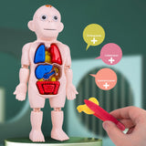 Maxbell Human Body Model for Kids Body Parts Organs for Home Demonstration Preschool