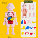 Maxbell Human Body Model for Kids Body Parts Organs for Home Demonstration Preschool