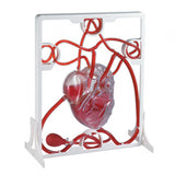 Maxbell Heart Circulation Model Simulation Science Experiment for Students Classroom