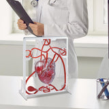 Maxbell Heart Circulation Model Simulation Science Experiment for Students Classroom