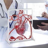 Maxbell Heart Circulation Model Simulation Science Experiment for Students Classroom
