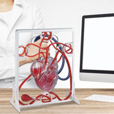Maxbell Heart Circulation Model Simulation Science Experiment for Students Classroom