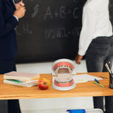 Maxbell Sumulation Teeth Model with Metal Brace for Teacher Classroom Kids Teaching