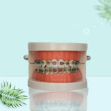 Maxbell Sumulation Teeth Model with Metal Brace for Teacher Classroom Kids Teaching