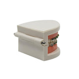Maxbell Sumulation Teeth Model with Metal Brace for Teacher Classroom Kids Teaching