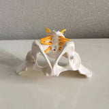 Maxbell Female Pelvis Model Classroom Demonstration Tool for Study Education Display