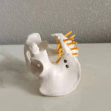 Maxbell Female Pelvis Model Classroom Demonstration Tool for Study Education Display