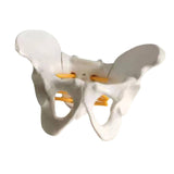 Maxbell Female Pelvis Model Classroom Demonstration Tool for Study Education Display